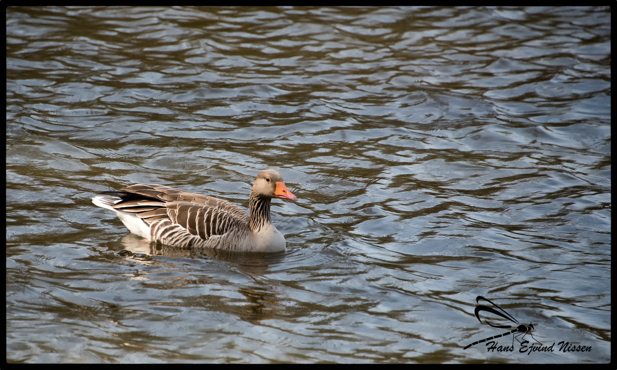 _DSC9812-112 – Hans Ejvind Nissen