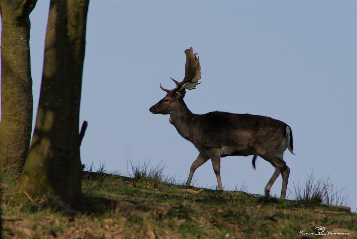 Dyrehaven Haderslev – verner baumann