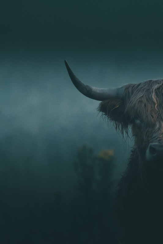 Highland Cattle – Thomas Eckhoff-Nissen