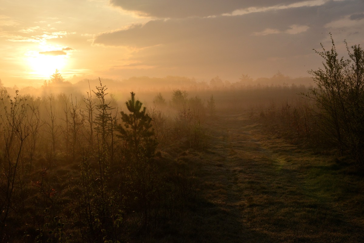 Morgenstemning – Henning Sørensen