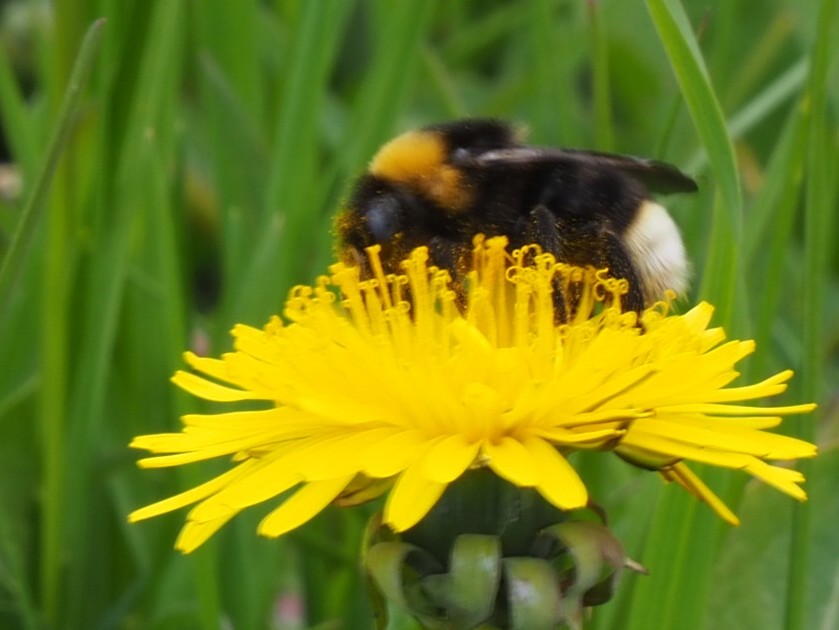 Busy bee1 – Iben Hauschultz