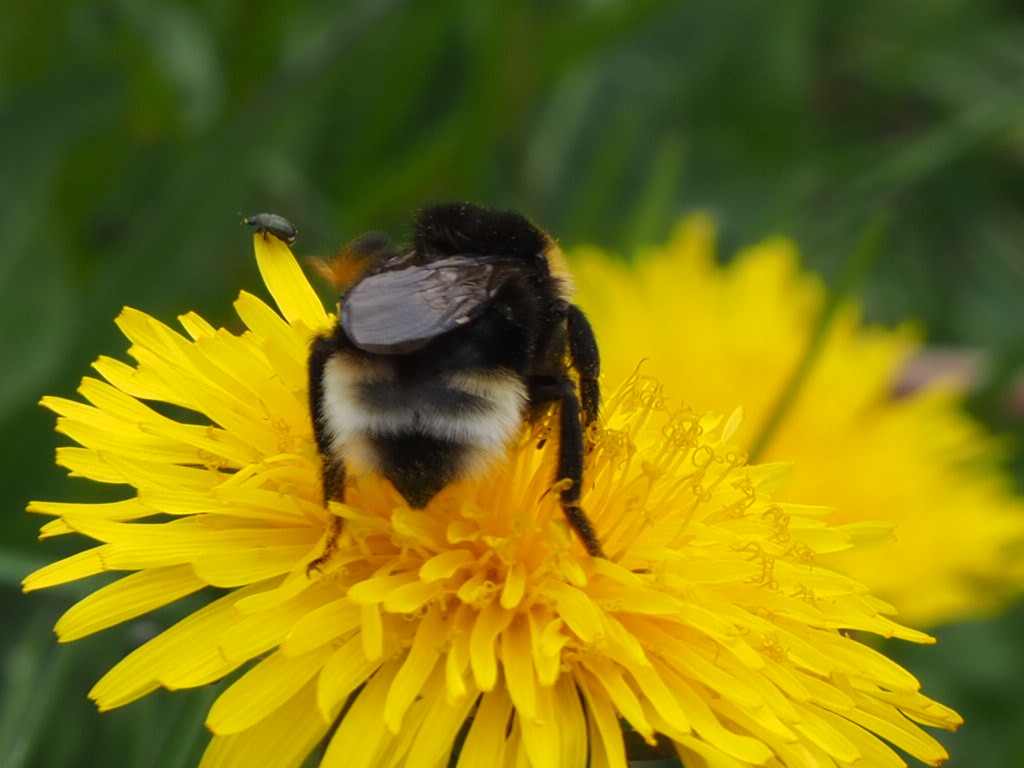 Busy bee2 – Iben Hauschultz