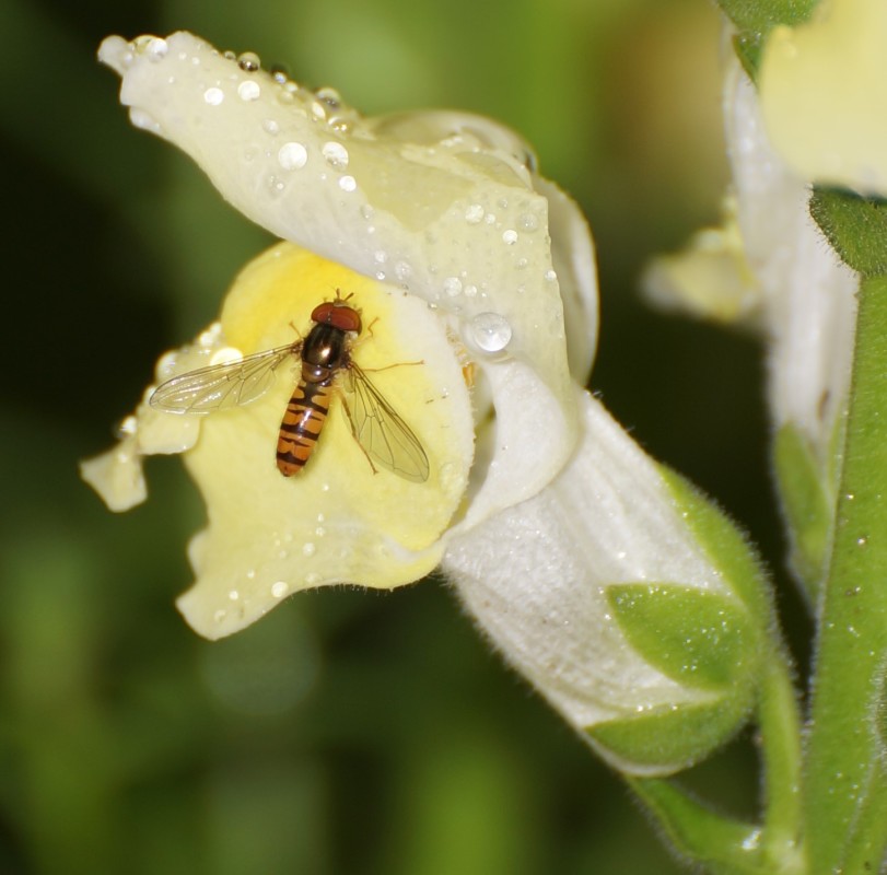 insekt på blomster besøgSC02016 – hardy johansen