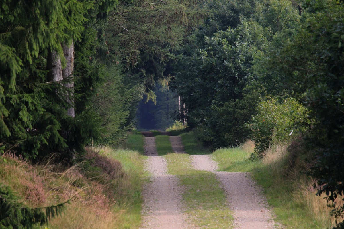 Ind i Skoven – Karina Lorenzen