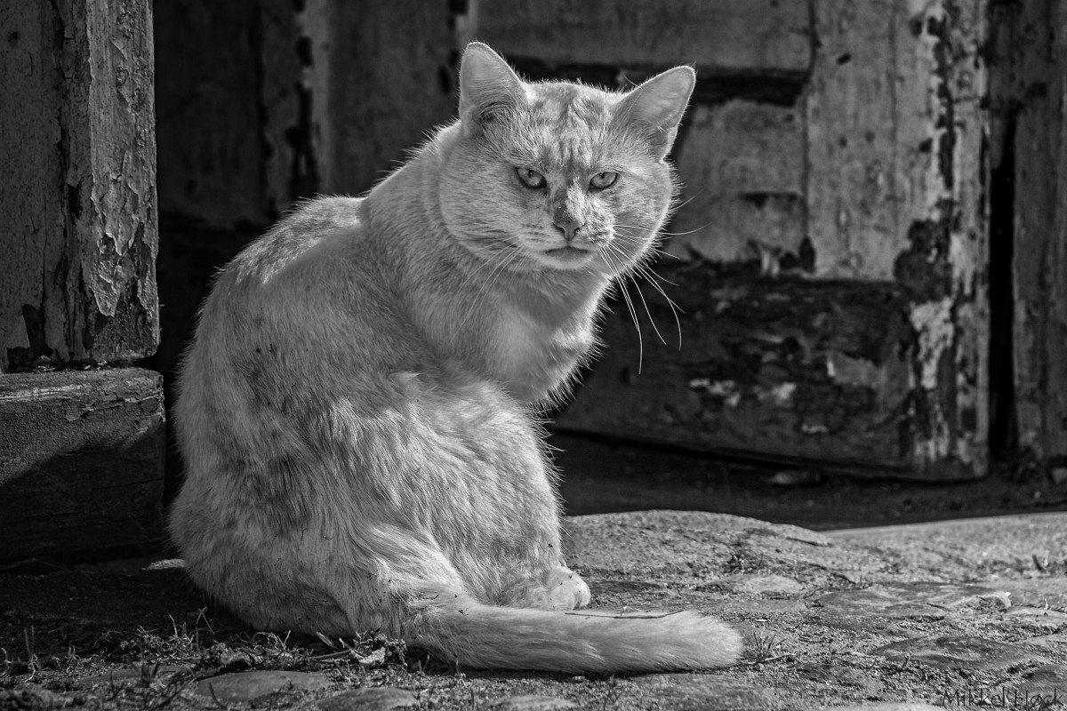 OldCatGrownYoung – Mikkel