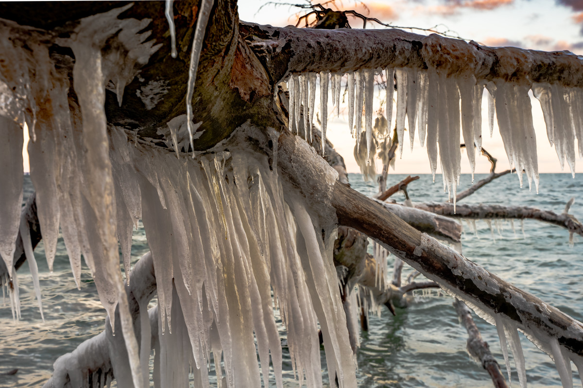 TRÆ FROST 4 (1 of 1) – Leif Thøisen