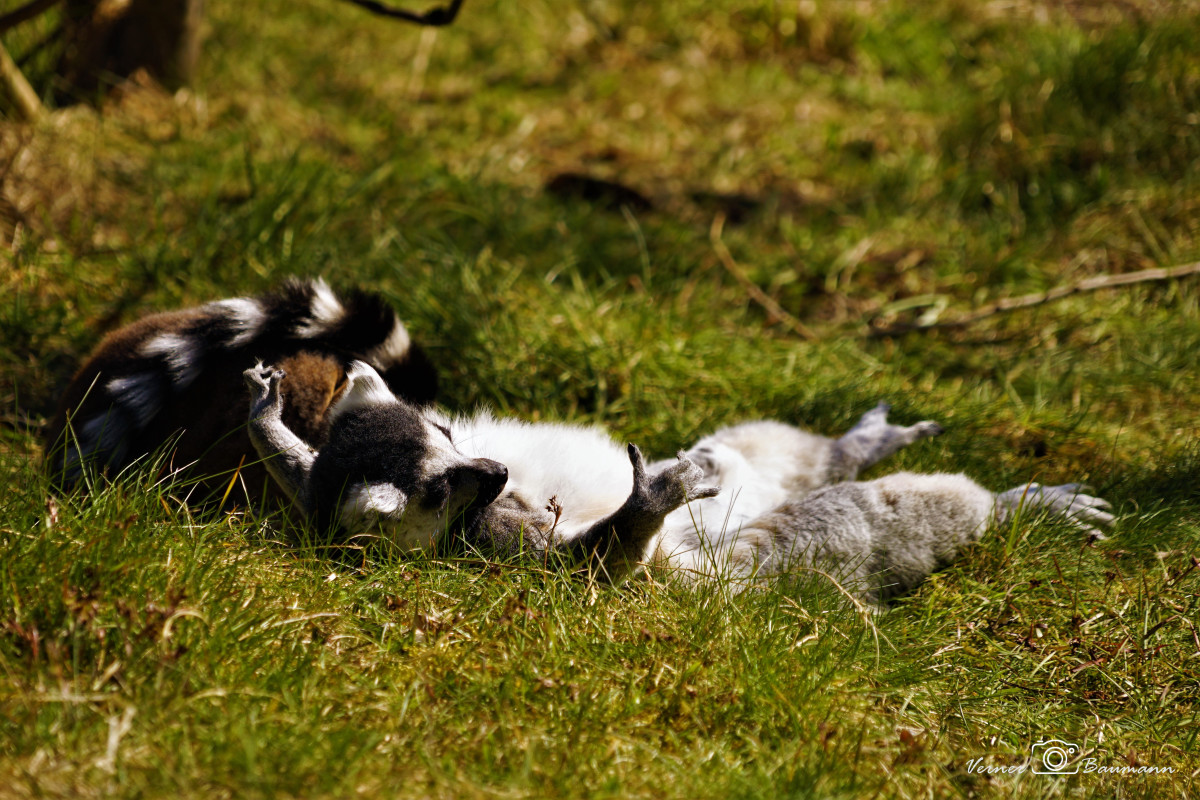 Træt Lemur – verner baumann