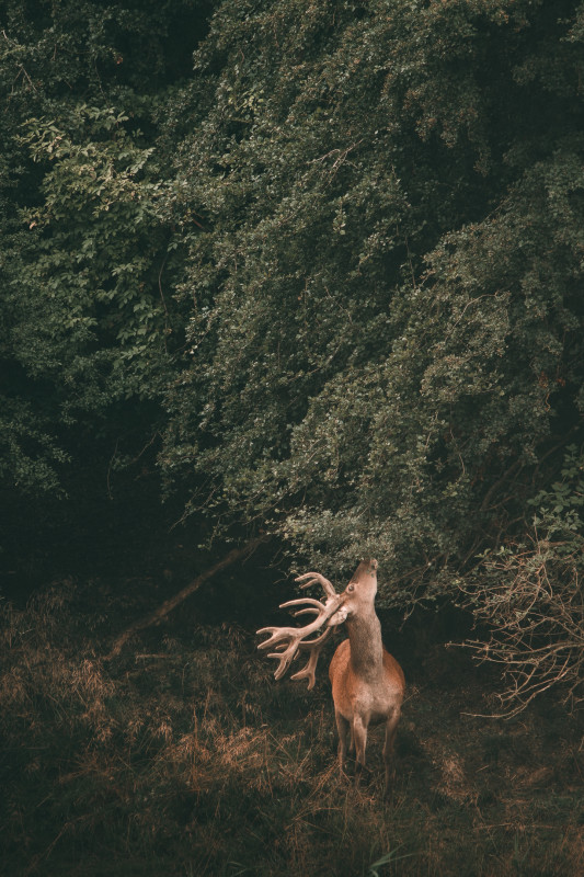 Between the Trees – Thomas Eckhoff-Nissen