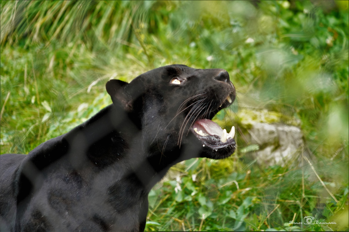 Roar....sort jaguar  – verner baumann