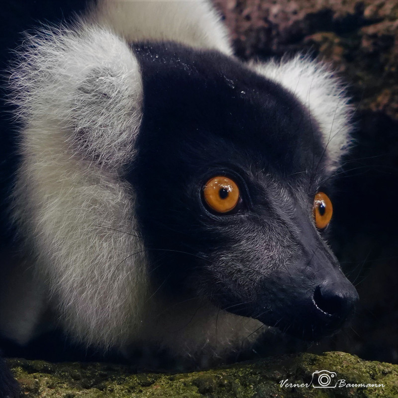 Katta Lemur.1 – verner baumann