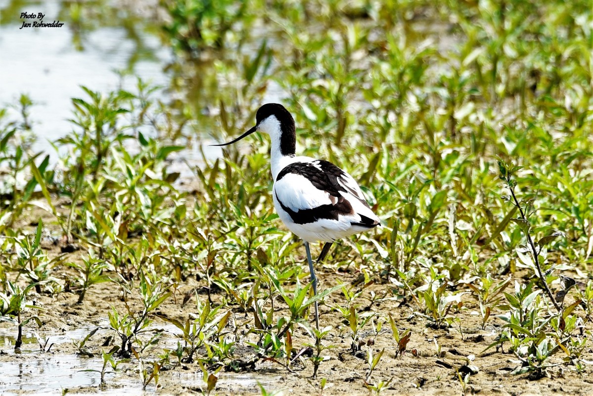 _DSC4030 – Jan Rohwedder