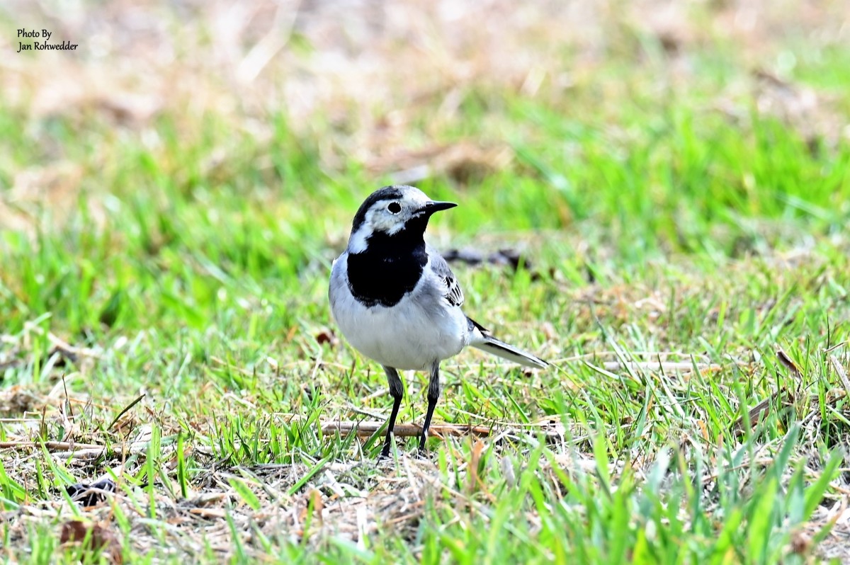 _DSC6068 – Jan Rohwedder