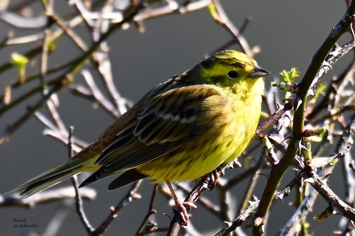 DSC_2468 – Jan Rohwedder