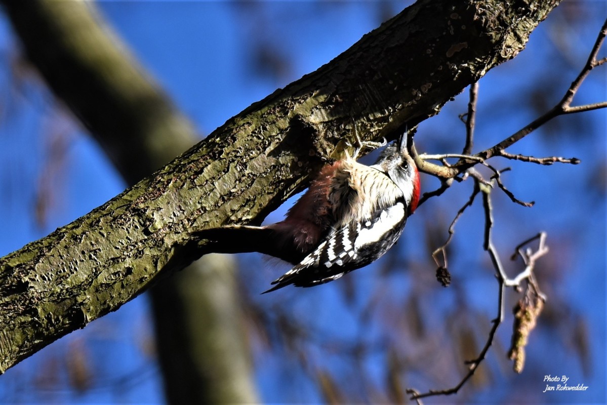DSC_0562 – Jan Rohwedder
