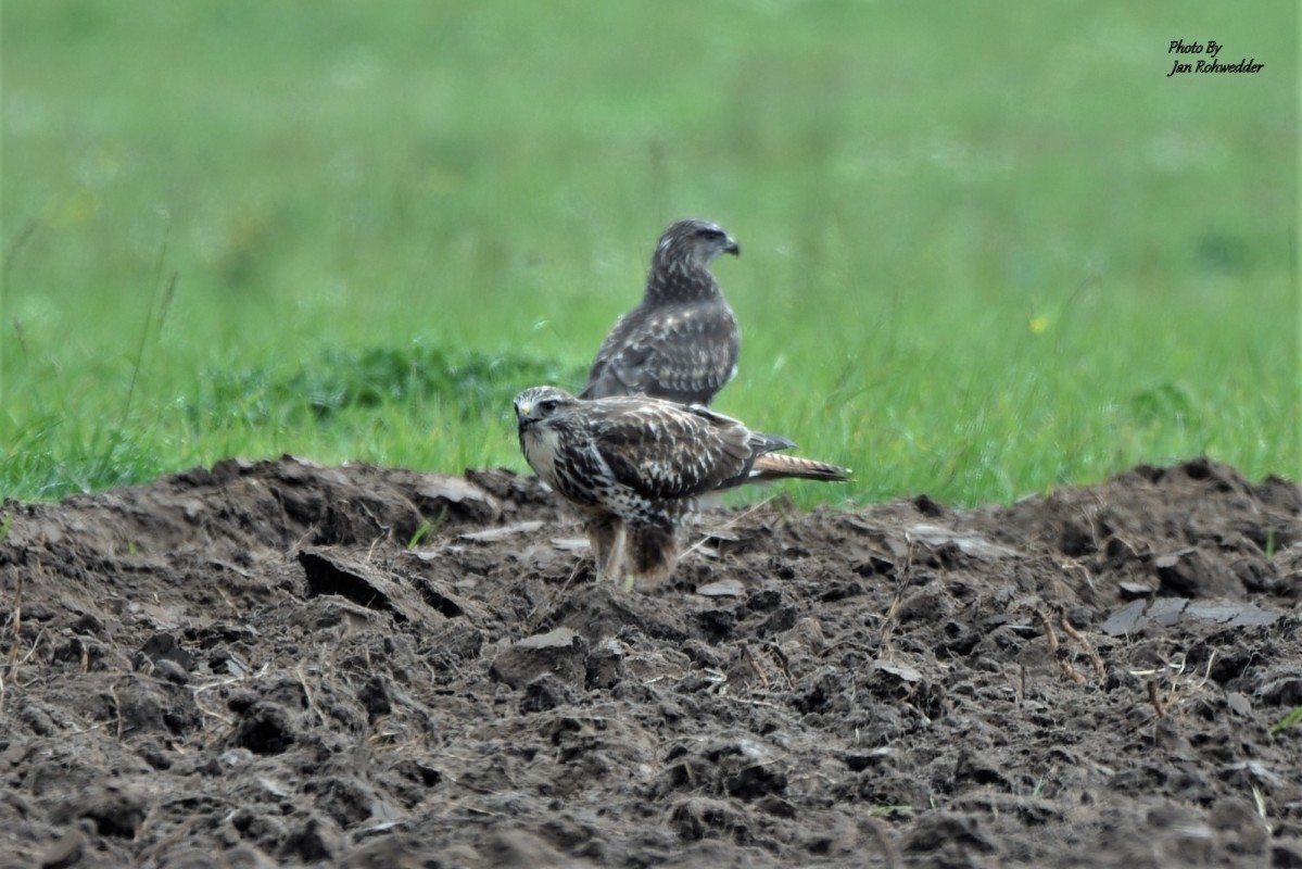 DSC_1250 – Jan Rohwedder