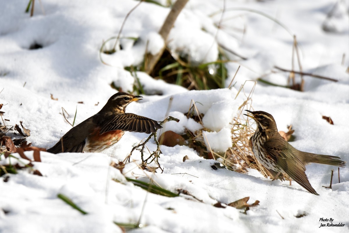 _DSC5499 – Jan Rohwedder