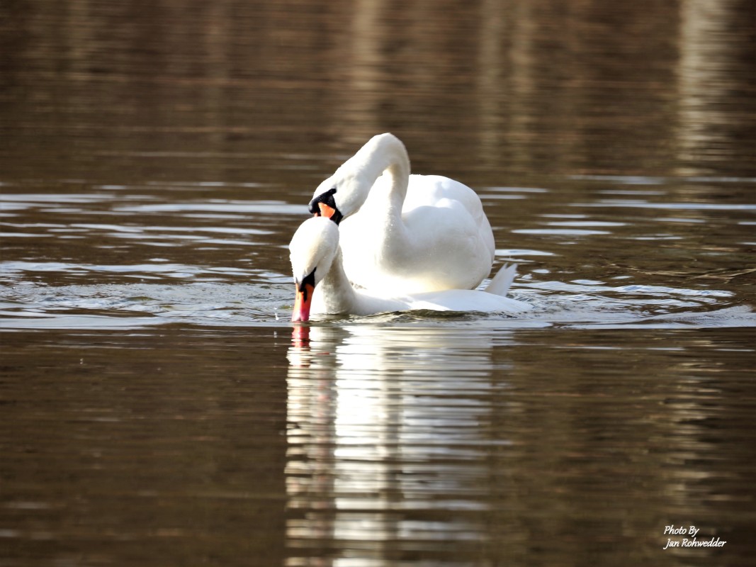 _3140048 – Jan Rohwedder