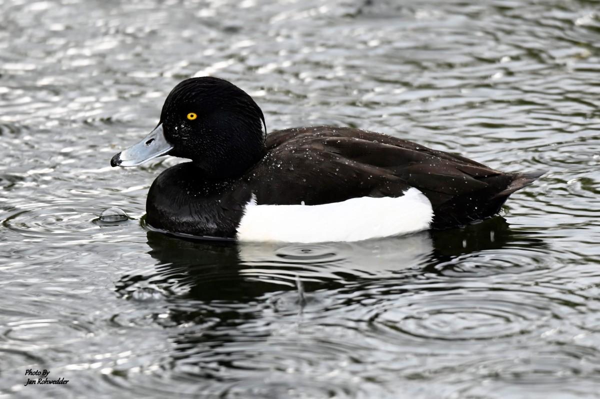 _DSC6946 – Jan Rohwedder