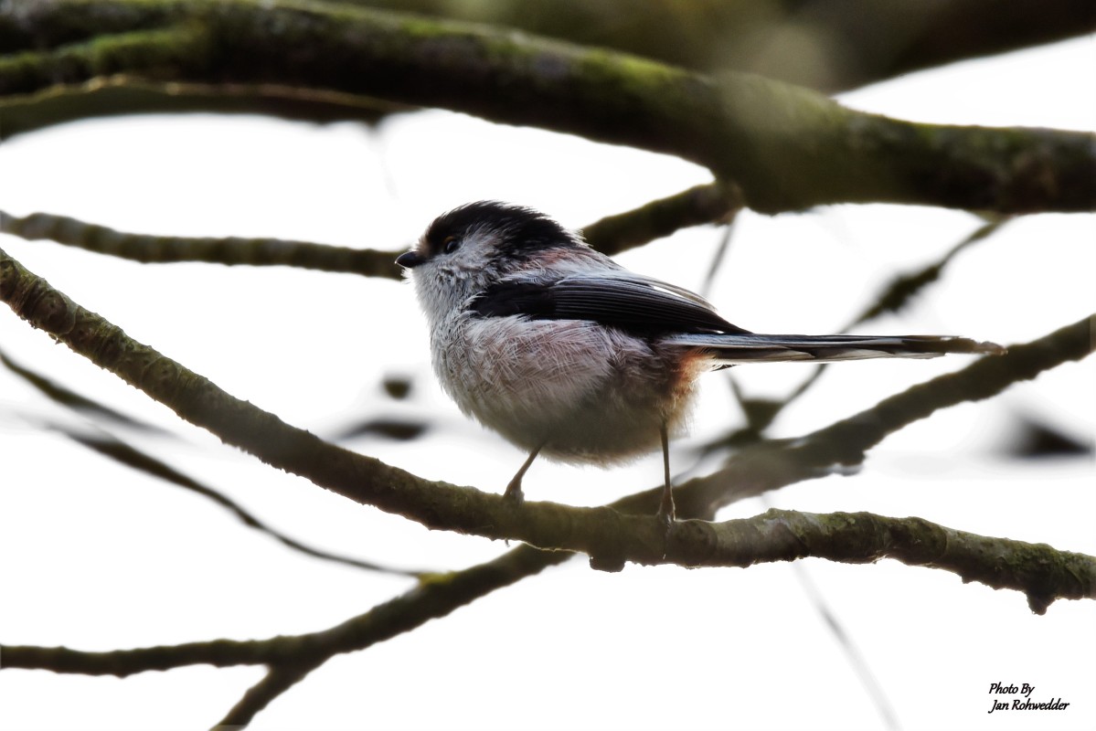 DSC_1118 – Jan Rohwedder