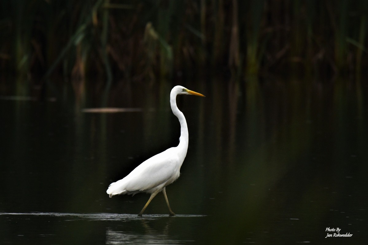 DSC_2078 – Jan Rohwedder