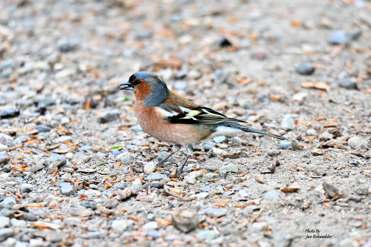 _DSC6334 – Jan Rohwedder