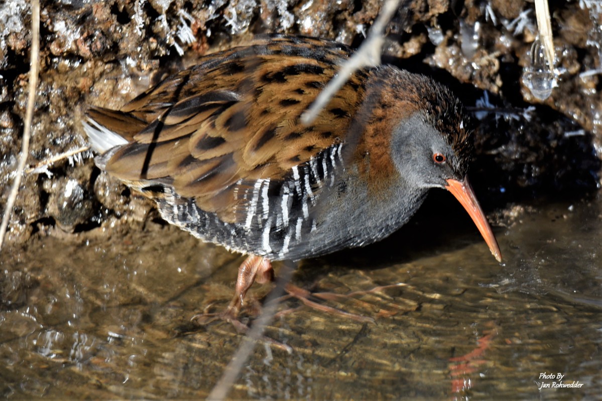 _DSC6599 – Jan Rohwedder