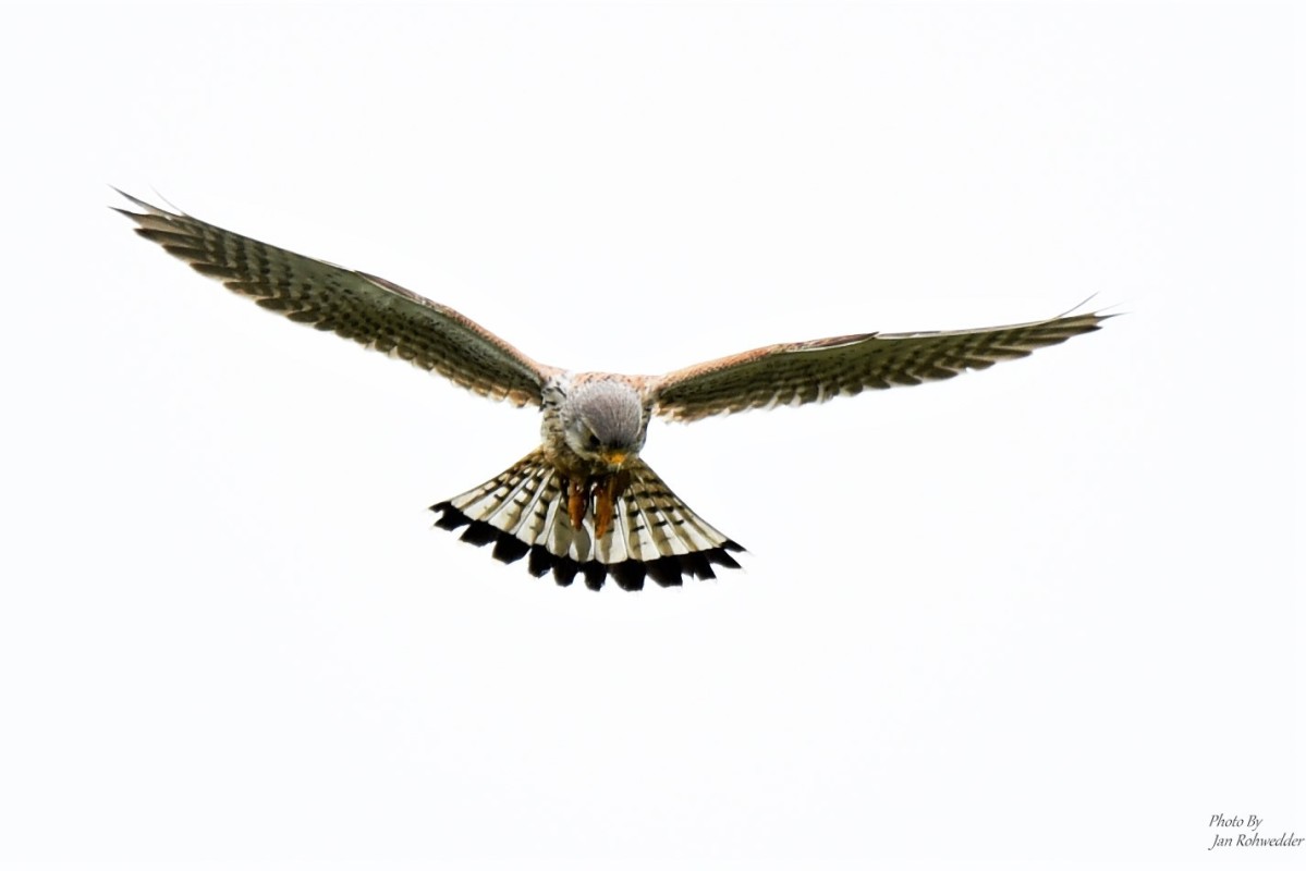 _DSC2843 – Jan Rohwedder