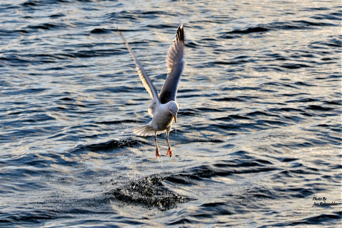 DSC_0550 – Jan Rohwedder