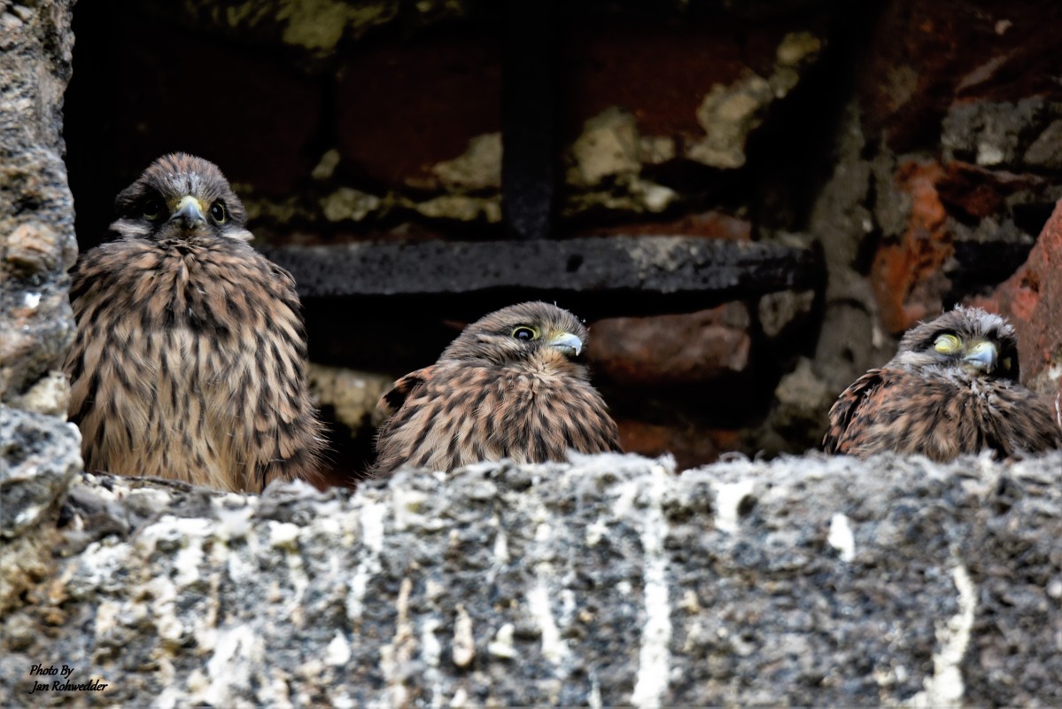 _DSC3034 – Jan Rohwedder