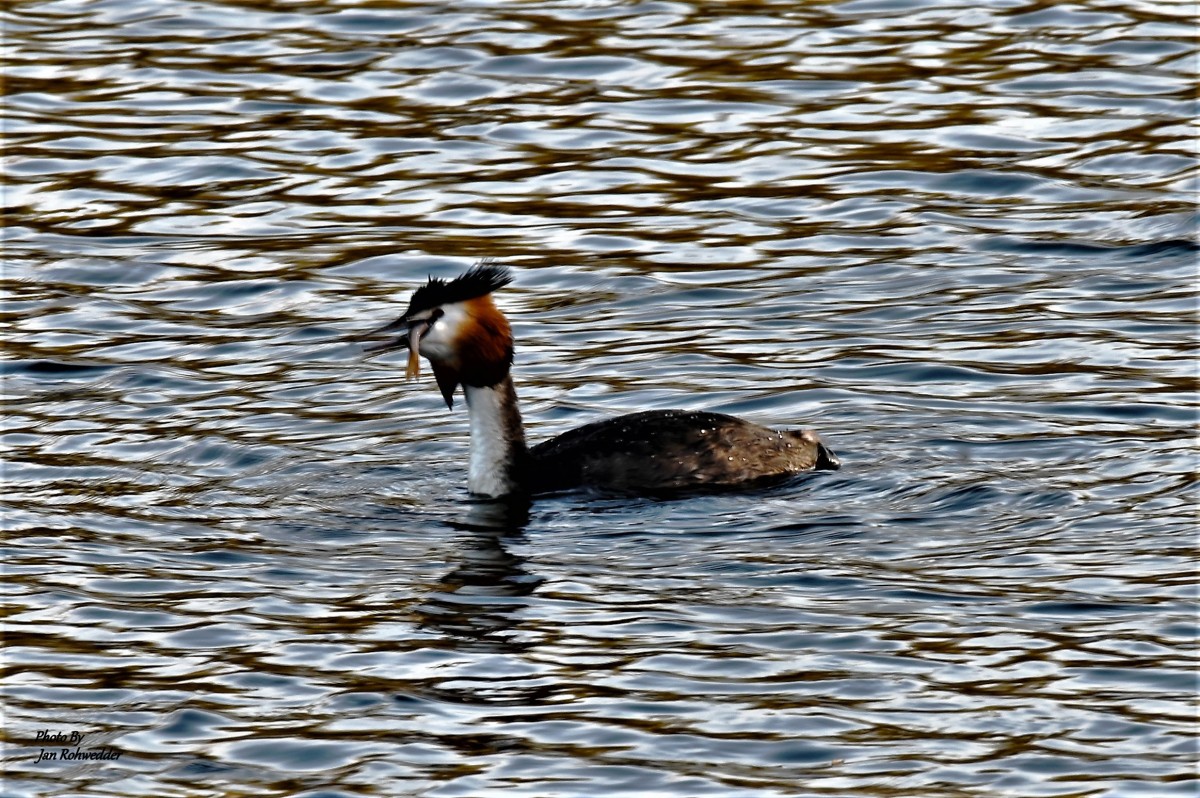 DSC_4375 – Jan Rohwedder