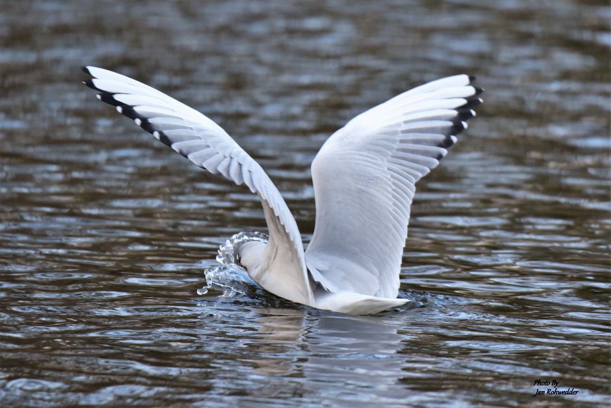 DSC_0778 – Jan Rohwedder