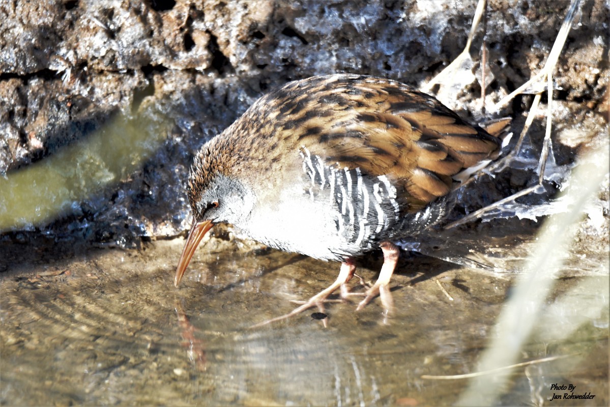 _DSC6534 – Jan Rohwedder