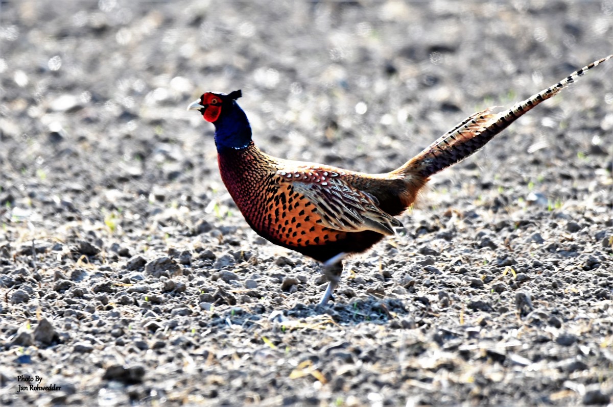 DSC_3508 – Jan Rohwedder