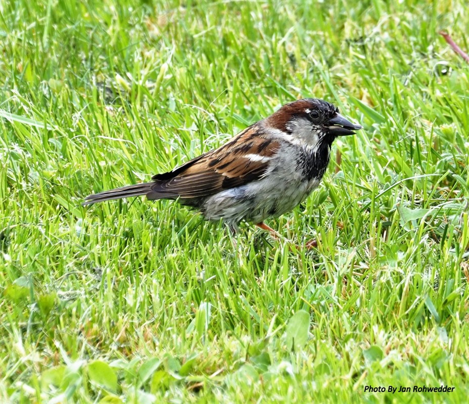P5180003 – Jan Rohwedder