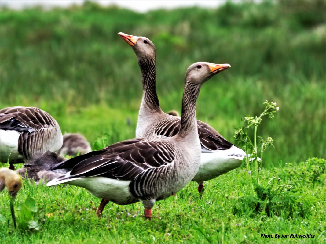 _5190041 – Jan Rohwedder