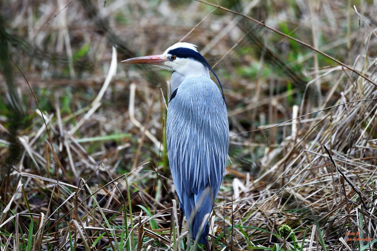 DSC_0567 – Jan Rohwedder