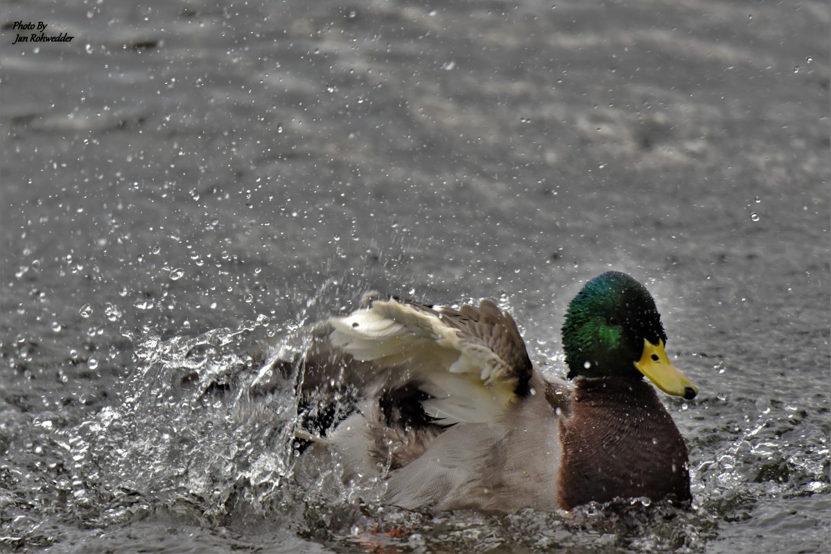 DSC_0160 – Jan Rohwedder