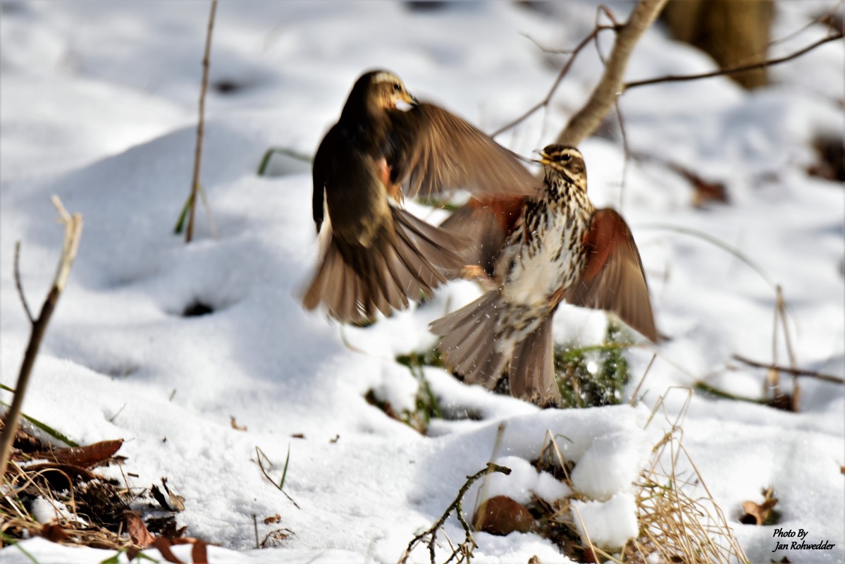 _DSC5495 – Jan Rohwedder