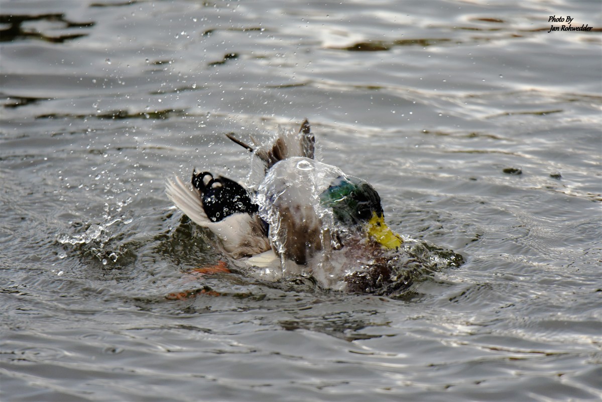 DSC_0162 – Jan Rohwedder