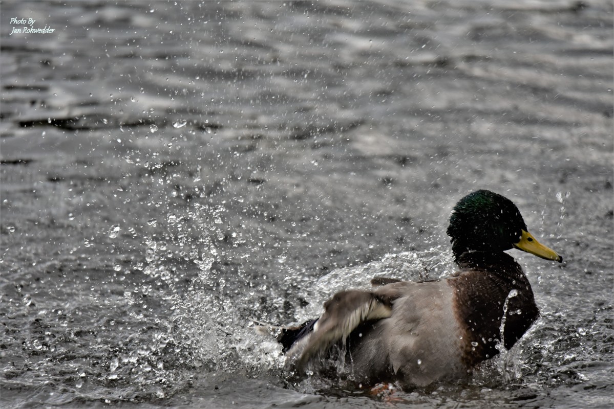 DSC_0159 – Jan Rohwedder