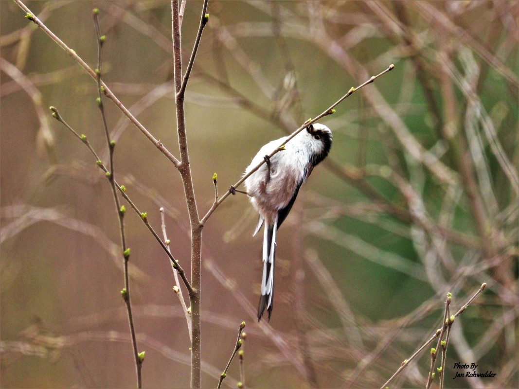 P4060304 – Jan Rohwedder