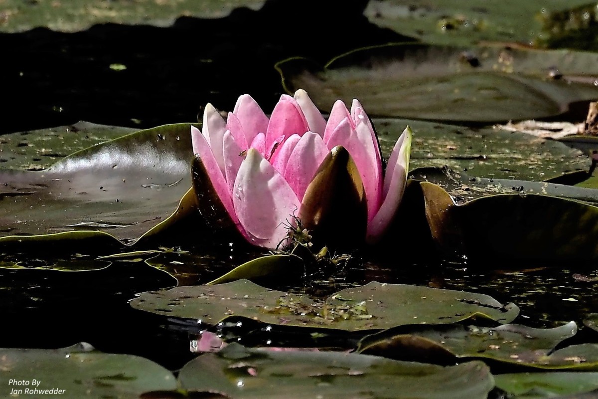 _6120003 – Jan Rohwedder