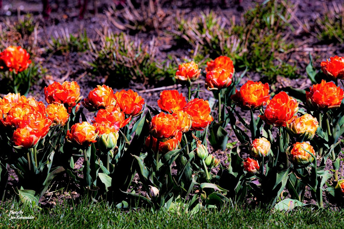 _DSC5266 – Jan Rohwedder