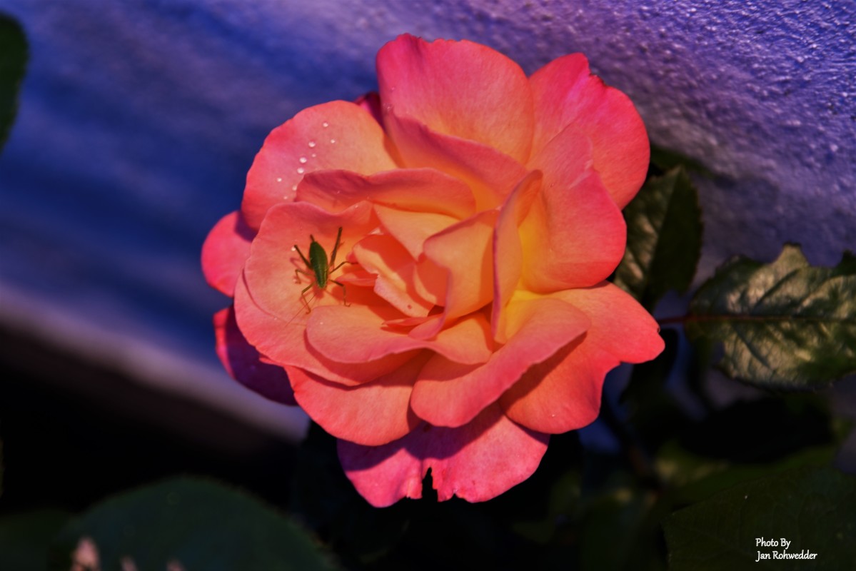 _DSC4823 – Jan Rohwedder