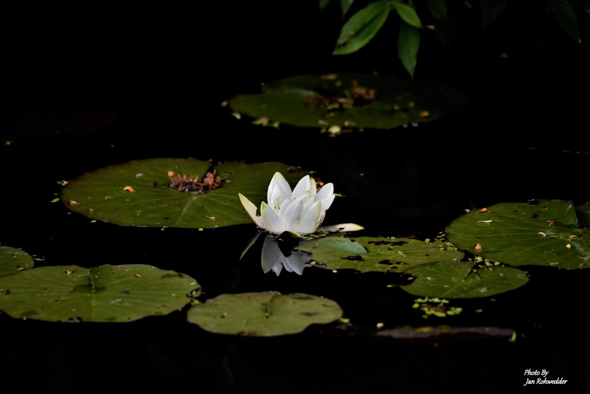 _DSC2449 – Jan Rohwedder