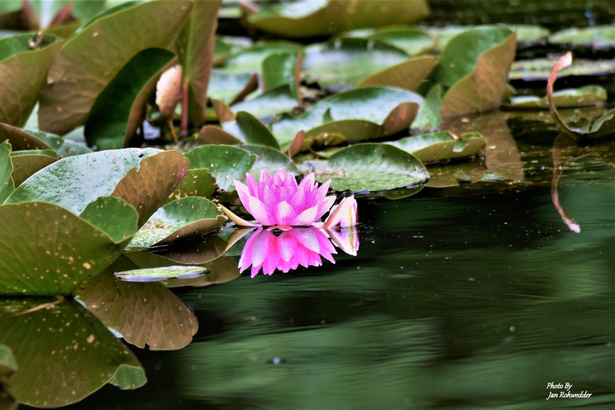 _DSC2525 – Jan Rohwedder