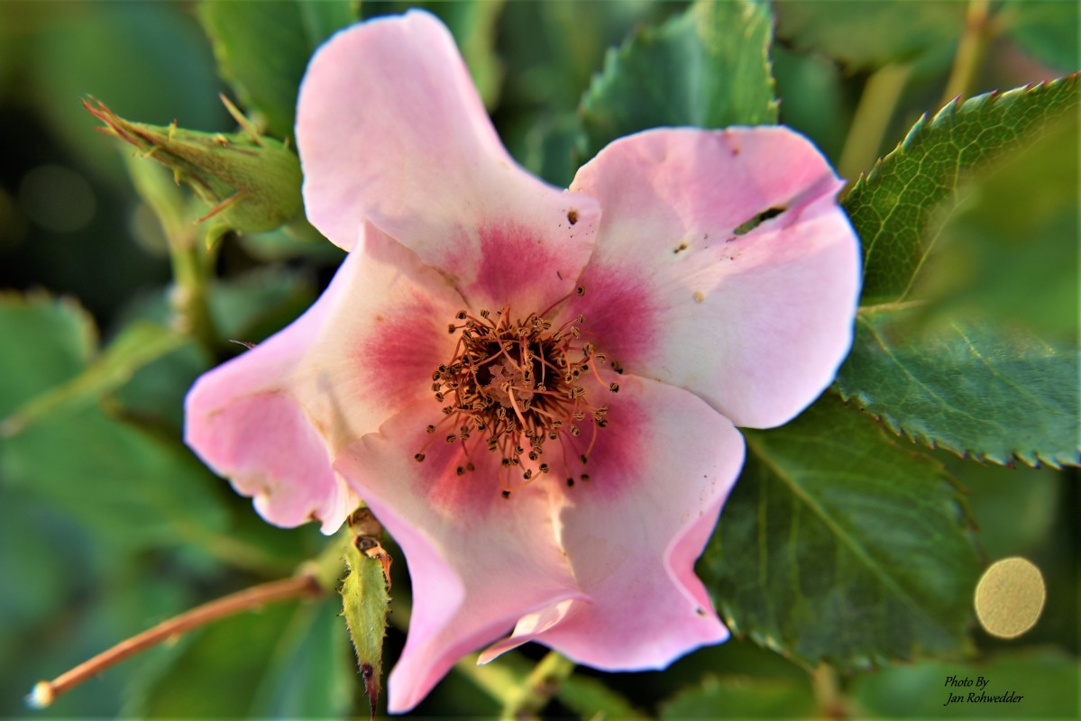 _DSC2829 – Jan Rohwedder