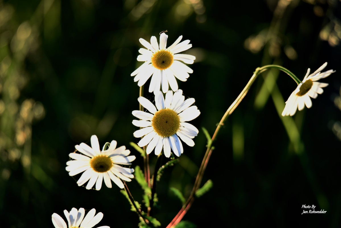 _DSC3321 – Jan Rohwedder