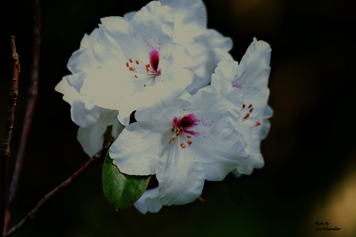_DSC1109 – Jan Rohwedder