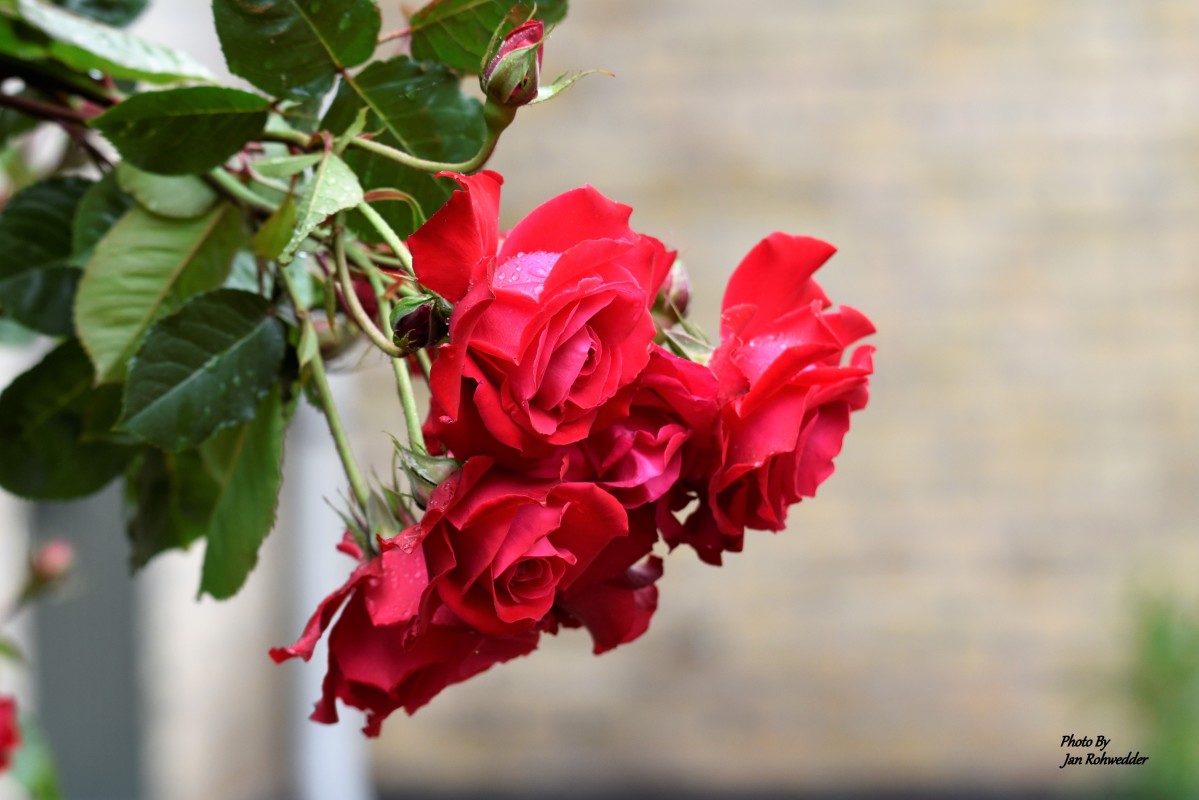 _DSC2543 – Jan Rohwedder